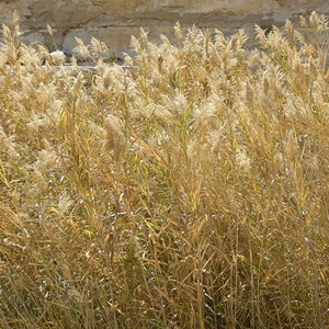 6 x roseau panaché - phragmites australis  - godet 9x9 cm