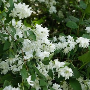 2 x seringat de perse  - philadelphus 'bouquet blanc'  - 50-60 cm pot