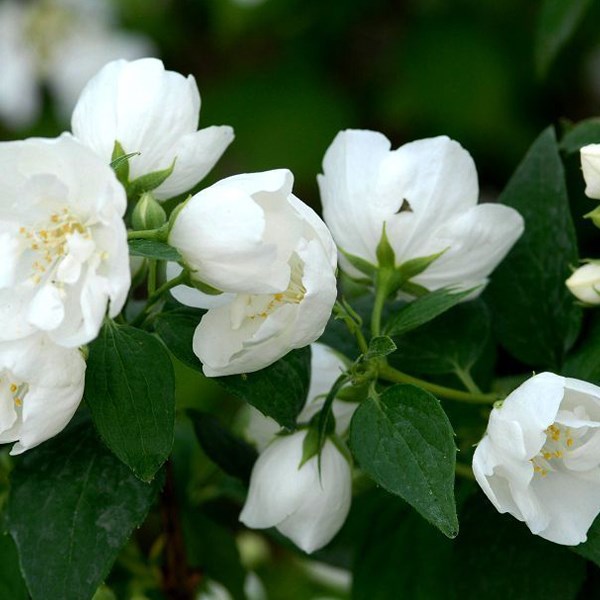 2 x seringat de perse - philadelphus 'bouquet blanc' - 50-60 cm pot