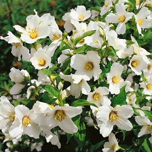 2 x seringat  - philadelphus 'belle etoile'  - 50-60 cm pot