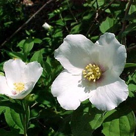 2 x seringat  - philadelphus 'belle etoile'  - 50-60 cm pot