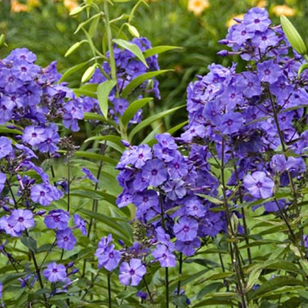 Arborix - 6 x phlox paniculé - phlox paniculata 'blue paradise' - godet 9x9 cm