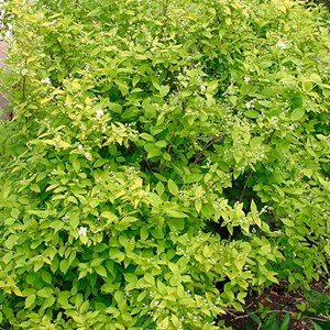 2 x jasmin des poètes  - philadelphus coronarius 'aureus'  - 30-40 cm pot