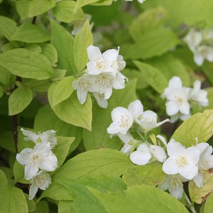 2 x jasmin des poètes  - philadelphus coronarius 'aureus'  - 30-40 cm pot
