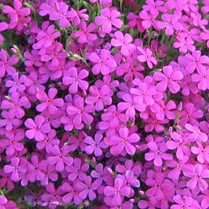 Phlox nain  - phlox douglasii 'crackerjack'  - godet 9x9 cm