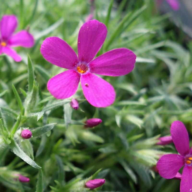 Arborix - 6 x phlox nain - phlox douglasii 'crackerjack' - godet 9x9 cm