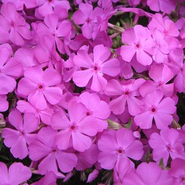 6 x phlox nain 'macdaniel's cushion' - phlox douglasii 'mac daniel's cushion' -