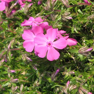 6 x phlox nain 'macdaniel's cushion' - phlox douglasii 'mac daniel's cushion' -