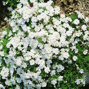 Phlox nain  - phlox douglasii 'white admiral'  - godet 9x9 cm