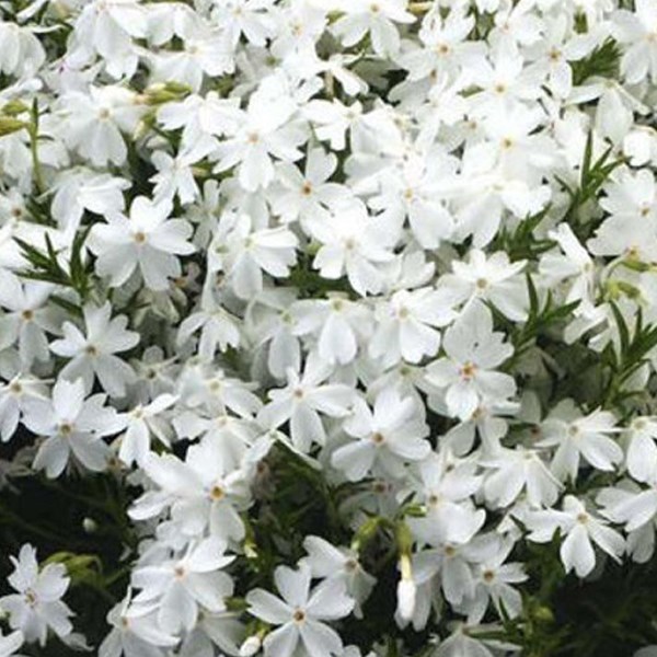 Arborix - 6 x phlox nain - phlox douglasii 'white admiral' - godet 9x9 cm
