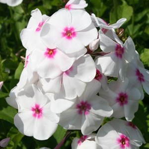 Phlox paniculé  - phlox paniculata 'europa'  - godet 9x9 cm