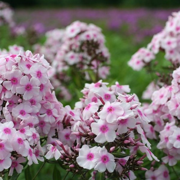 Arborix - 6 x phlox paniculé  - phlox paniculata 'europa'  - godet 9x9 cm