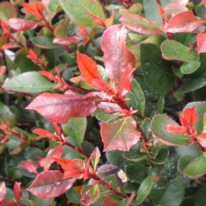 2 x photinia fraseri 'camilvy' - 40-60 cm pot