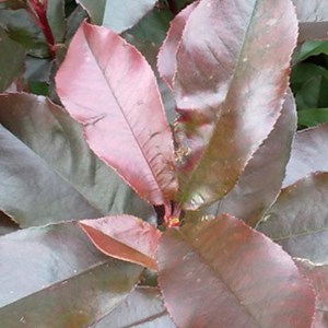 2 x photinia fraseri 'camilvy' - 40-60 cm pot