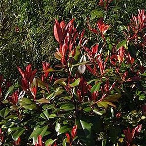 2 x photinia fraseri 'little red robin' - 25-30 cm pot