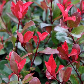 Photinia fraseri 'little red robin' - 40-50 cm pot