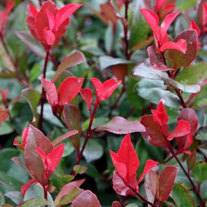 Photinia fraseri 'little red robin' - 40-50 cm pot