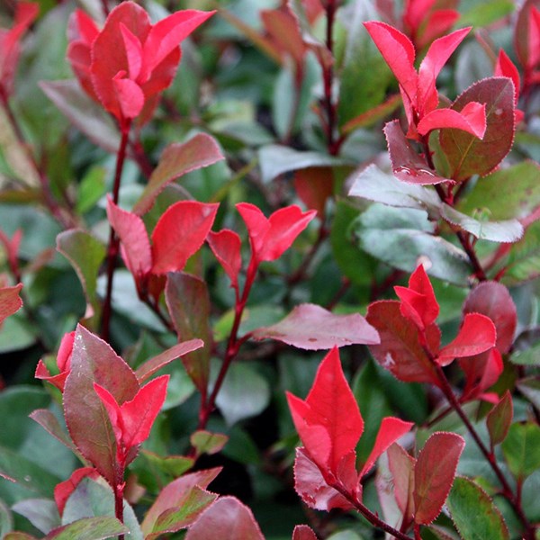 Arborix - Photinia fraseri 'little red robin' - 40-50 cm pot