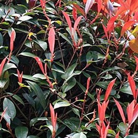 Photinia fraseri 'red robin' - 60-80 cm pot