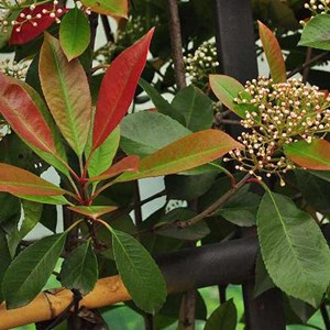 2 x photinia fraseri 'red robin' - 40-60 cm pot