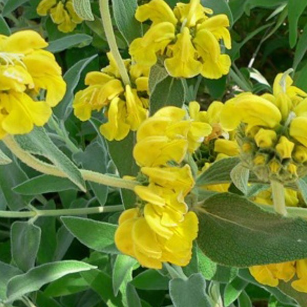 Arborix - 6 x sauge de jérusalem - phlomis fruticosa - godet 9x9 cm
