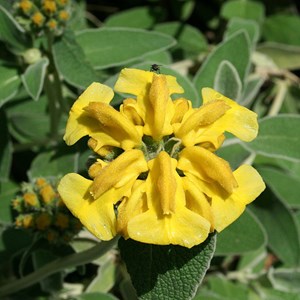 6 x sauge de jérusalem - phlomis fruticosa  - godet 9x9 cm