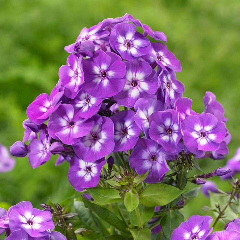Arborix - 6 x phlox paniculé  - phlox paniculata 'laura'  - godet 9x9 cm