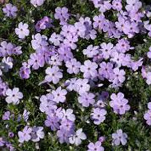 Phlox nain  - phlox douglasii 'lilac cloud'  - godet 9x9 cm