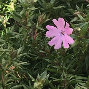 6 x phlox nain  - phlox douglasii 'lilac cloud'  - godet 9x9 cm
