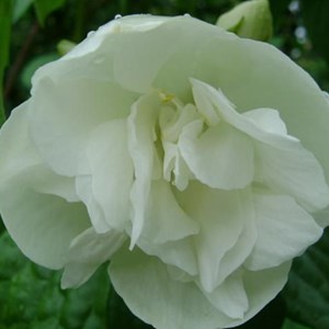 2 x seringat  - philadelphus 'manteau d'hermine'  - 40-50 cm pot