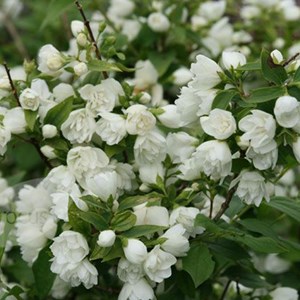 2 x seringat  - philadelphus 'manteau d'hermine'  - 40-50 cm pot