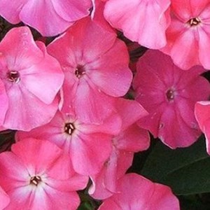 Phlox mousse  - phlox subulata 'moerheimii'  - godet 9x9 cm