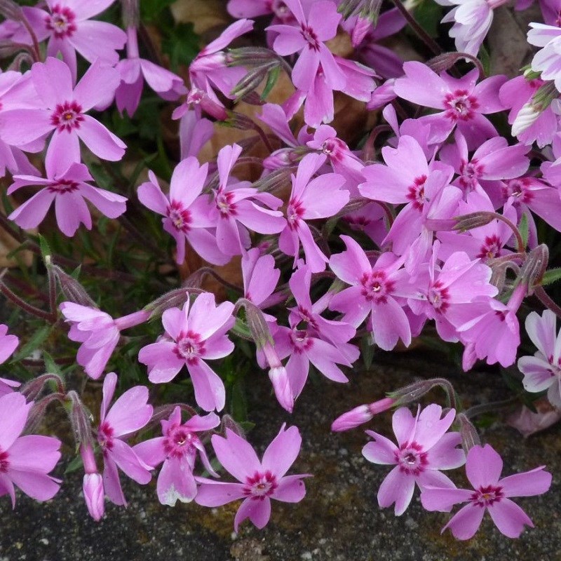 Arborix - 6 x phlox mousse - phlox subulata 'moerheimii' - godet 9x9 cm