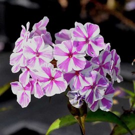Phlox maculé  - phlox maculata 'natascha'  - godet 9x9 cm