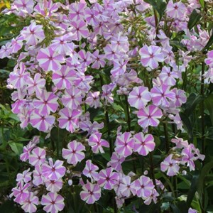 Phlox maculé  - phlox maculata 'natascha'  - godet 9x9 cm