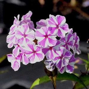 Phlox maculé  - phlox maculata 'natascha'  - godet 9x9 cm