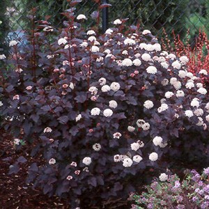 2 x physocarpe à feuilles d'obier - physocarpus opulifolius 'diabolo' - 30-40