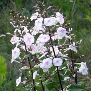Phlox maculé  - phlox maculata 'omega'  - godet 9x9 cm