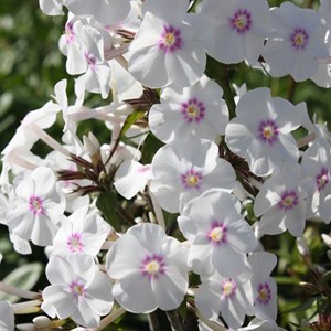 6 x phlox maculé  - phlox maculata 'omega'  - godet 9x9 cm
