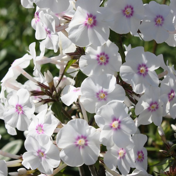 Arborix - 6 x phlox maculé - phlox maculata 'omega' - godet 9x9 cm