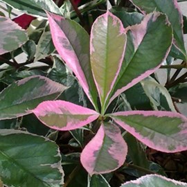 Photinia fraseri  - photinia 'pink marble'  - 40-50 cm pot
