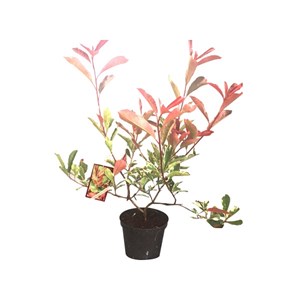 Photinia fraseri  - photinia 'pink marble'  - 40-50 cm pot