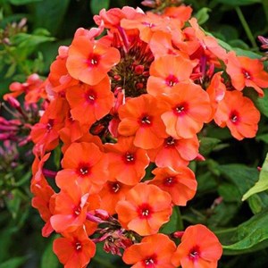 Phlox paniculé  - phlox paniculata 'orange perfection'  - godet 9x9 cm