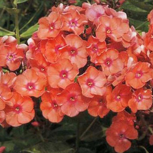 Arborix - 6 x phlox paniculé - phlox paniculata 'orange perfection' - godet 9x9 cm