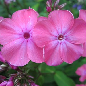 Phlox paniculé  - phlox paniculata 'rijnstroom'  - godet 9x9 cm