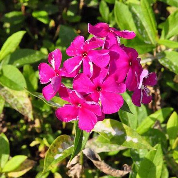 Arborix - 6 x phlox paniculé - phlox paniculata 'rijnstroom' - godet 9x9 cm