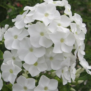 Phlox paniculé  - phlox paniculata 'white admiral'  - godet 9x9 cm
