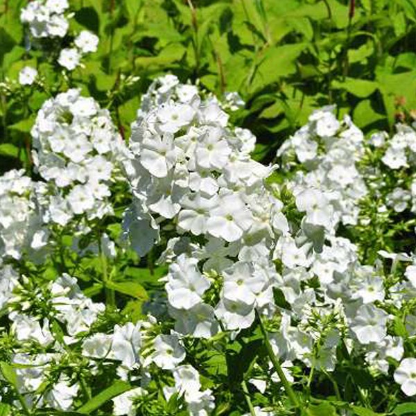 Arborix - 6 x phlox paniculé - phlox paniculata 'white admiral' - godet 9x9 cm