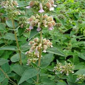 6 x sauge de jérusalem samia - phlomis samia  - godet 9x9 cm