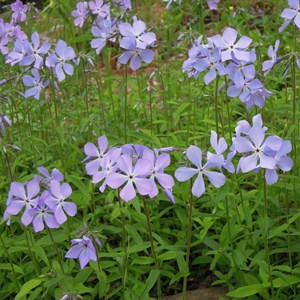 Phlox rampant  - phlox stolonifera 'blue ridge'  - godet 9x9 cm